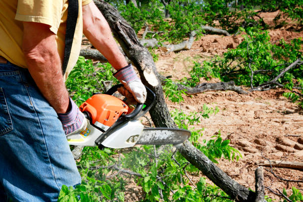 The Steps Involved in Our Tree Care Process in Palmer Heights, PA